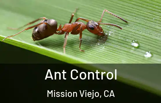  Ant Control Mission Viejo, CA