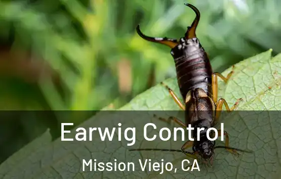  Earwig Control Mission Viejo, CA