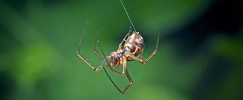 Spider and Mosquito Control Solutions Mission Viejo, CA