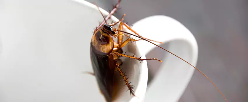 cockroach-treatment in Mission Viejo, CA