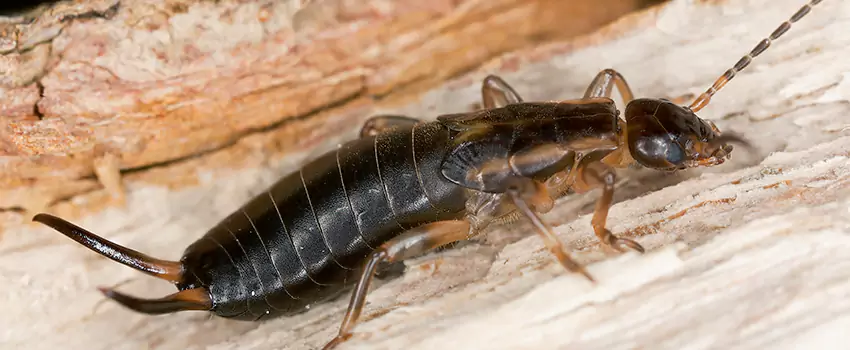 earwig-control in Mission Viejo, CA
