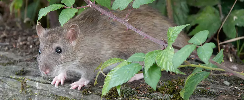 mice-control in Mission Viejo, CA