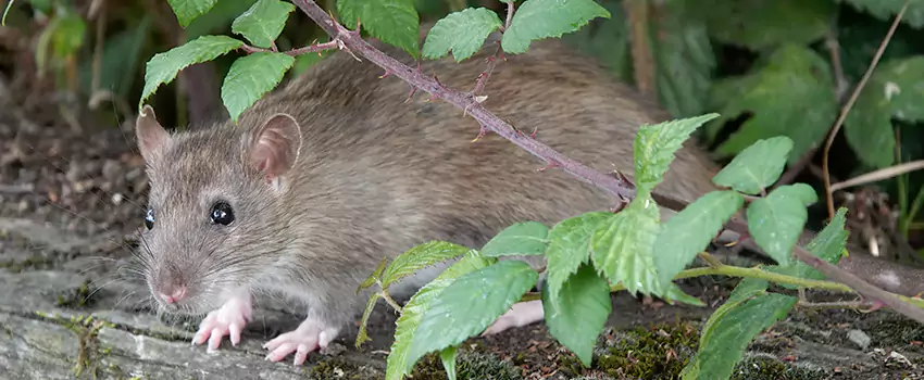 mouse-control in Mission Viejo, CA