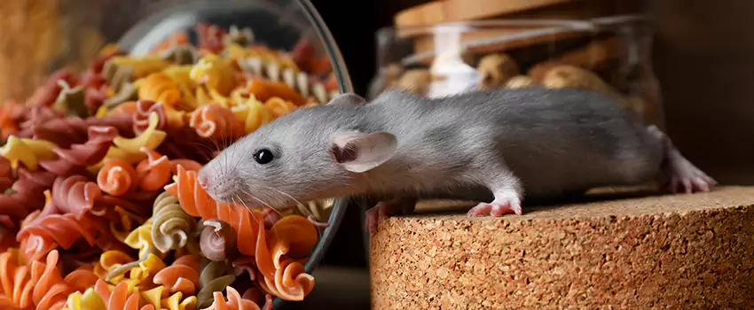 mouse-exterminator in Mission Viejo, CA