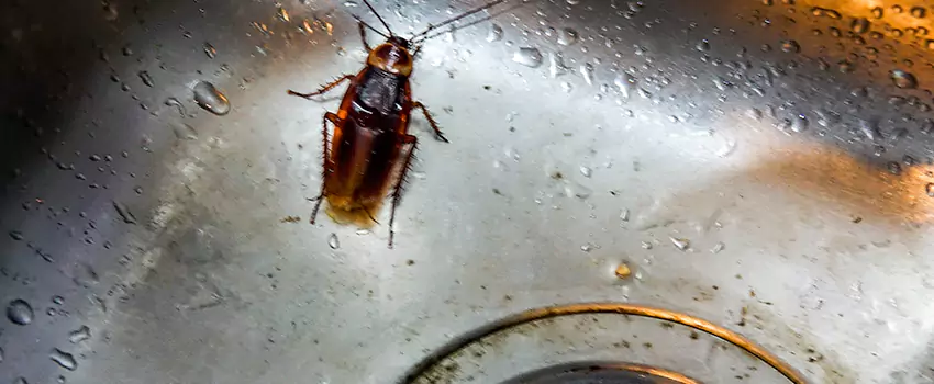 roach-control in Mission Viejo, CA