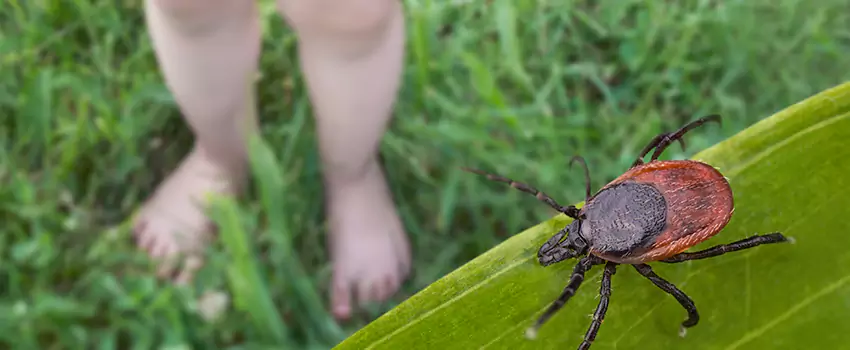 tick-treatment-for-yard in Mission Viejo, CA