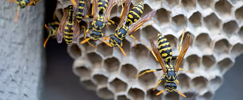 wasp-pest-control in Mission Viejo, CA